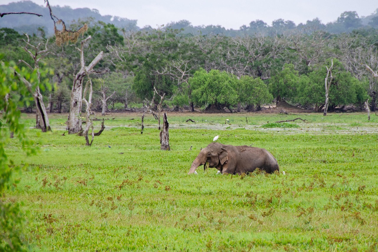 Sri Lankan elephant crossing an open green habitat